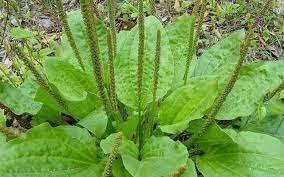 Təbii şəfa mənbəyi-Bağayarpağının möcüzəli faydaları Təbii şəfa mənbəyi-Bağayarpağının möcüzəli faydaları