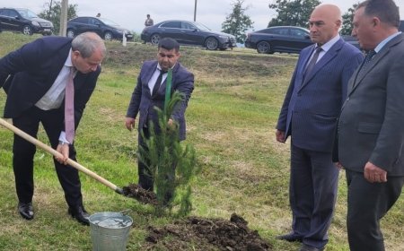 BDU və Masallı Rayon İcra Hakimiyyətinin təşkilatçılığı ilə ağacəkmə aksiyası keçirilib - FOTO