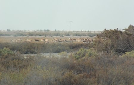 BDU tələbələri Şirvan Milli Parkında ceyranları müşahidə ediblər - FOTO BDU tələbələri Şirvan Milli Parkında ceyranları müşahidə ediblər - FOTO