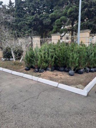 Humanitar Fənlər Təmayüllü liseydə ağacəkmə aksiyası keçirilib - FOTO